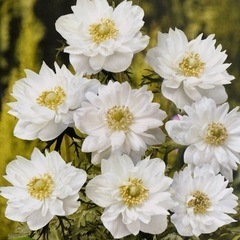 アネモネ　八重咲き　白