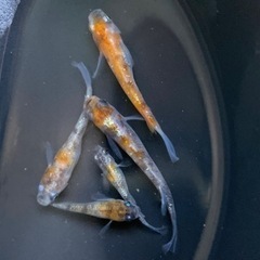 メダカ販売します！他にもイベント色々！の画像