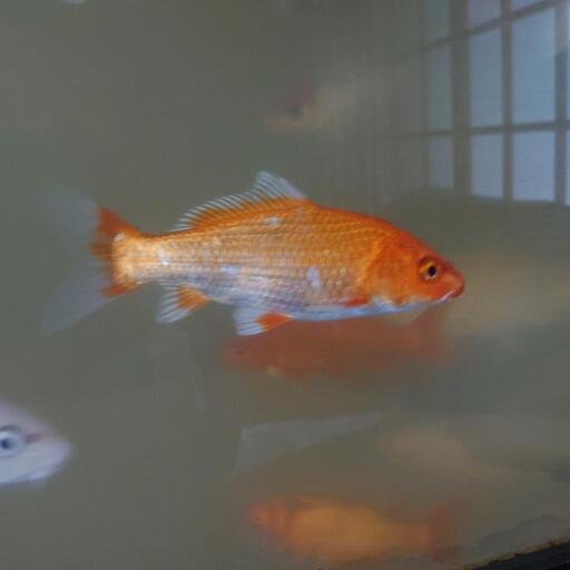錦鯉5匹