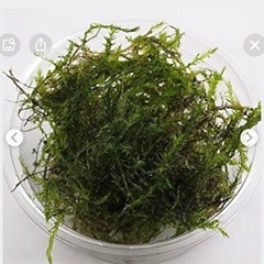 ② ウィローモス  10g 複数購入可