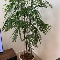 観葉植物
