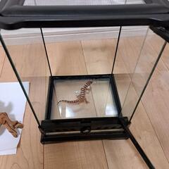 グラステラリウムナノ+付属品に里親の画像