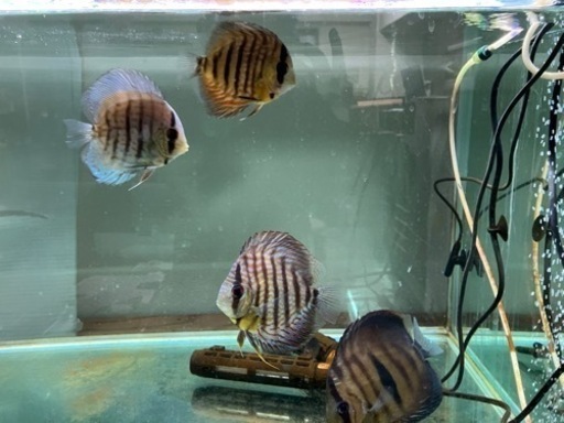 ディスカス7匹　値下げ(ワイルド系×2 ヘッケルクロス×1)