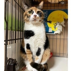 美猫　元飼い猫の三毛猫さん - 里親募集