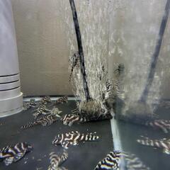 プレコ‼️キンペコ‼️‼️236f1.333f1.066f1wi...