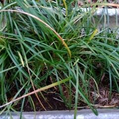  和の植物 （ご希望で昔の小物も）差し上げます。の画像