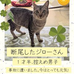 🌟事故に遭い、尻尾を断尾したジローくん🌟（飼い主不在を確認済み）
