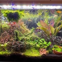 水草: 水草10種類（エキノドルス入り）お試しセット②