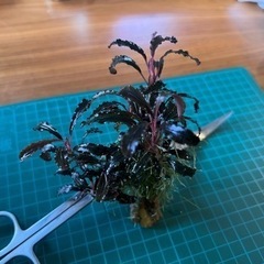 水草: ブセファランドラ sp クダガン　群生株（水中葉） 気孔石付き①の画像