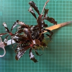 水草: ブセファランドラ sp クダガン　群生株（水中葉） 気孔石付き①の画像