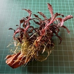 水草: ブセファランドラ sp クダガン　群生株（水中葉） 気孔石付き①の画像