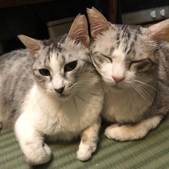 4月1日池田市で猫の譲渡会あります！