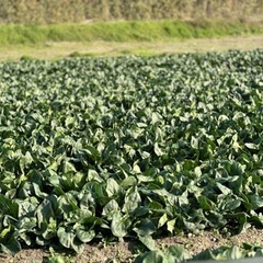 ほうれん草梱包作業の画像