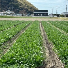 ほうれん草梱包作業