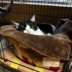 のんびりハチワレくん