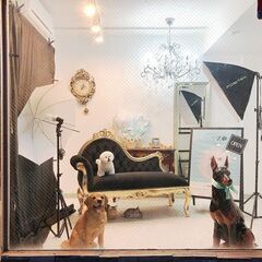 ワンちゃんの保育園・ホテル・老犬ホームで一緒にワンちゃんの御世話をしてくれる方、大募集！の画像
