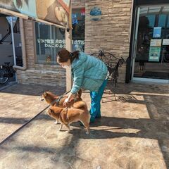 ワンちゃんの保育園・ホテル・老犬ホームで一緒にワンちゃんの御世話をしてくれる方、大募集！の画像