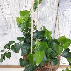アイビー スイートハート 　観葉植物の画像