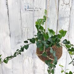 アイビー スイートハート 　観葉植物