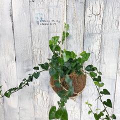 アイビー スイートハート 　観葉植物の画像