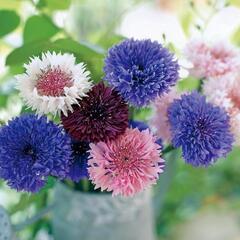 【貰ってください】矢車草の苗