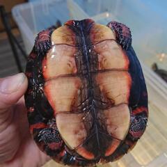 グアテマラアカスジヤマガメ - 岡山市