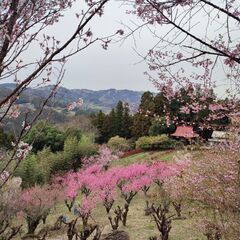 明日3/27 埼玉近郊で登山行ける人〜！🌱