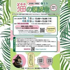 横浜市泉区　猫の譲渡会　主催にゃぶ　2023年4月