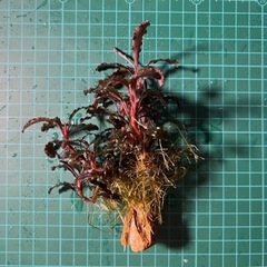 水草: ブセファランドラ sp クダガン　群生株（水中葉） 気孔石付き①の画像