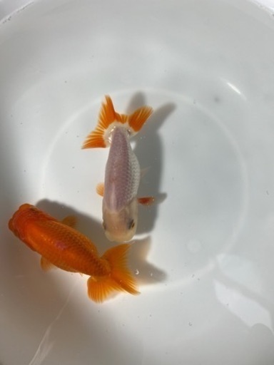 らんちゅう 2歳 2匹