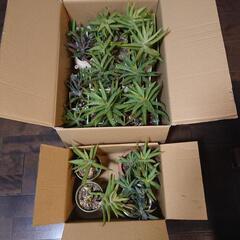 アロエ鉢植え色々