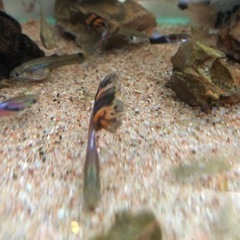 【取引予定者決定】ミックスグッピー  稚魚　20-30匹程度の画像