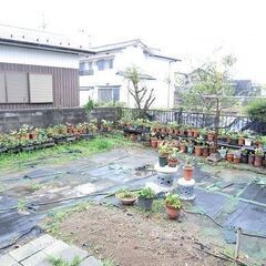 クリスマスローズ見学会