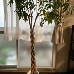 パキラ　観葉植物