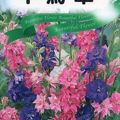 千鳥草3ポットお取引(お取引中)