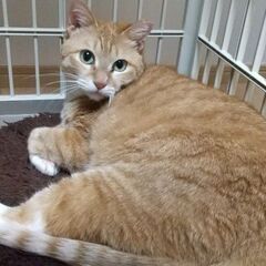 愛情たっぷり独り占め、穏やかに過ごしています。くうさん、穏やかな...