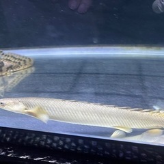 ポリプテルスセネガルス (約20cm) 