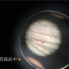 海苔漁師募集中の画像