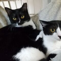 黒白のせーこさん　２才　妹猫と二匹で♪ - 横浜市