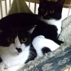 黒白のせーこさん　２才　妹猫と二匹で♪ - 猫