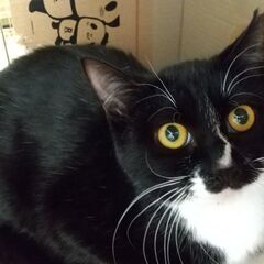 黒白のせーこさん　２才　妹猫と二匹で♪ − 神奈川県