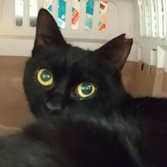 黒白のせーこさん　２才　妹猫と二匹で♪ - 里親募集
