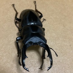 ネパレンシス　ネパールコクワガタ　ペア　NO1