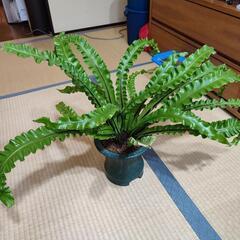 アスプレニウム・アカキ（鉢植え）