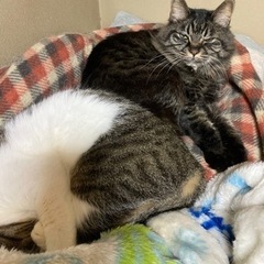 同性の猫友達募集中