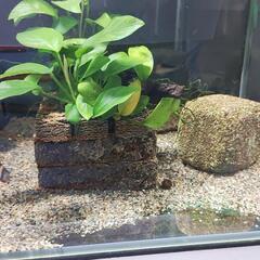 熱帯魚　コリドラス　デュプリカレウス(アドルフォイ)10匹程度と...