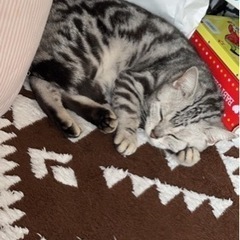 アメショー