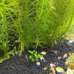 ミナミヌマエビの画像