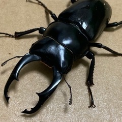 ネパレンシス　ネパールコクワガタペア　NO2