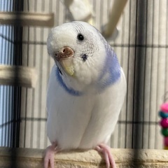 白と青のセキセイインコ探してます😭
